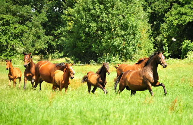 Die Stuten und Fohlen an der Emmer Trakehner Gestt Hmelschenburg - 27. Juni 2018 - Foto: Beate Langels