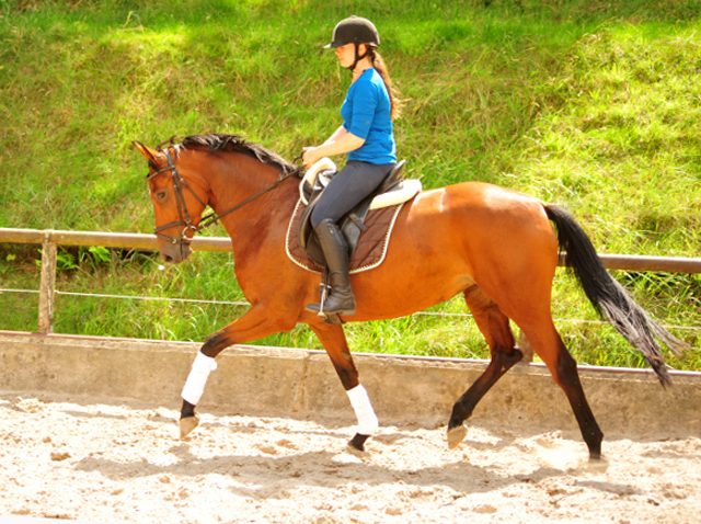 Barinja Oldenburger Stute von Oliver Twist u.d. Beloved v. Kostolany - Foto: Beate Langels - Trakehner Gestt Hmelschenburg