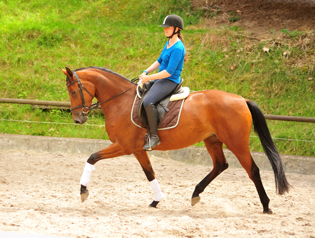 Barinja Oldenburger Stute von Oliver Twist u.d. Beloved v. Kostolany - Foto: Beate Langels - Trakehner Gestt Hmelschenburg