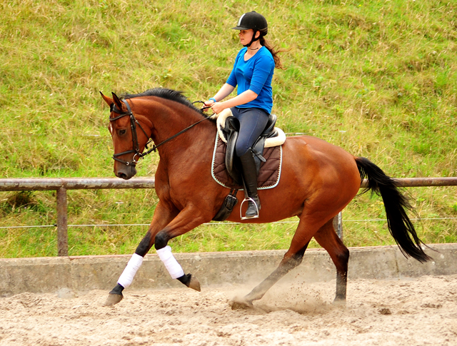 Barinja Oldenburger Stute von Oliver Twist u.d. Beloved v. Kostolany - Foto: Beate Langels - Trakehner Gestt Hmelschenburg