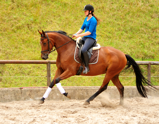 Barinja Oldenburger Stute von Oliver Twist u.d. Beloved v. Kostolany - Foto: Beate Langels - Trakehner Gestt Hmelschenburg