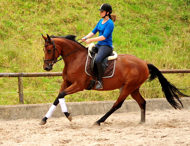 Barinja Oldenburger Stute von Oliver Twist u.d. Beloved v. Kostolany - Foto: Beate Langels - Trakehner Gestt Hmelschenburg