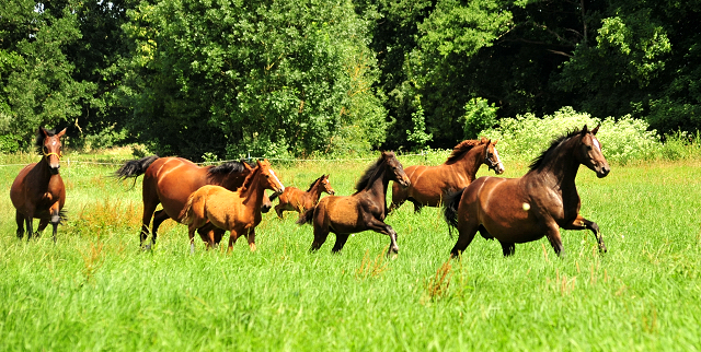 Die Stuten und Fohlen an der Emmer Trakehner Gestt Hmelschenburg - 27. Juni 2018 - Foto: Beate Langels