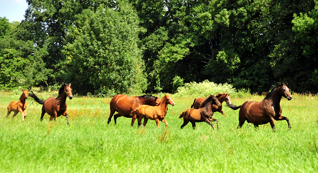 Die Stuten und Fohlen an der Emmer Trakehner Gestt Hmelschenburg - 27. Juni 2018 - Foto: Beate Langels