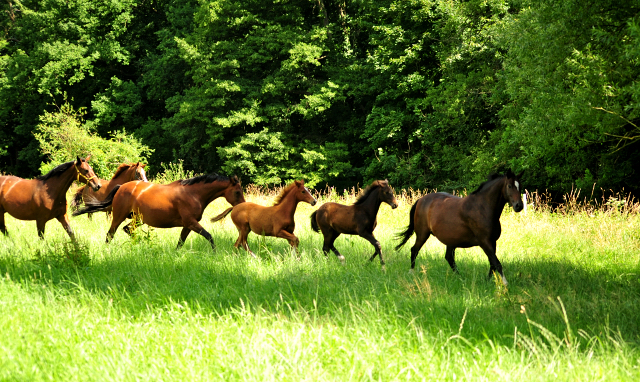 Die Stuten und Fohlen an der Emmer Trakehner Gestt Hmelschenburg - 27. Juni 2018 - Foto: Beate Langels