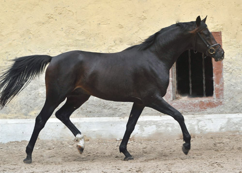Zweij�hriger Hengst von Goldschmidt x Glanzlicht am 30. April 2011 - Foto: Beate Langels - Trakehner Gest�t H�melschenburg