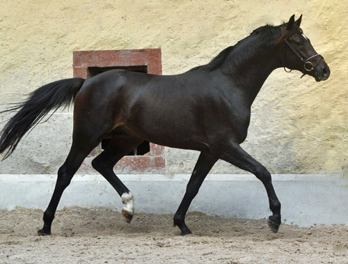 Zweij�hriger Hengst von Goldschmidt x Glanzlicht am 30. April 2011 - Foto: Beate Langels - Trakehner Gest�t H�melschenburg