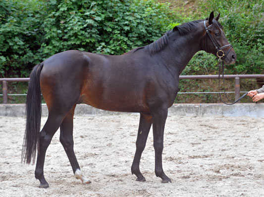 Zweij�hriger Hengst von Goldschmidt x Glanzlicht am 30. April 2011 - Foto: Beate Langels - Trakehner Gest�t H�melschenburg