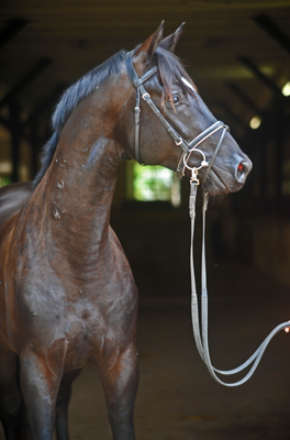 Zweijhriger Hengst von Alter Fritz x Kostolany im Juli 2011 - Foto: Beate Langels - Trakehner Gestt Hmelschenburg