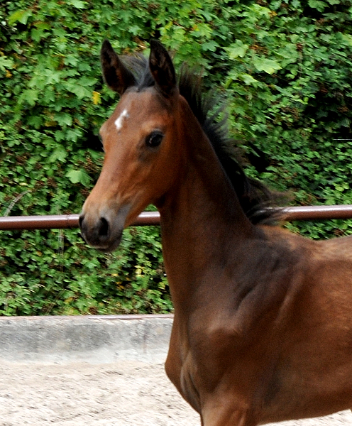 Trakehner Filly by Idealerweise x Saint Cyr - Trakehner Gestüt Hämelschenburg - Foto: Beate Langels