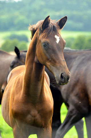 Stutfohlen von Saint Cyr u.d. Greta Garbo in Hmelschenburg - 27. August 2015 - Foto Beate Langels - Gestt Hmelschenburg