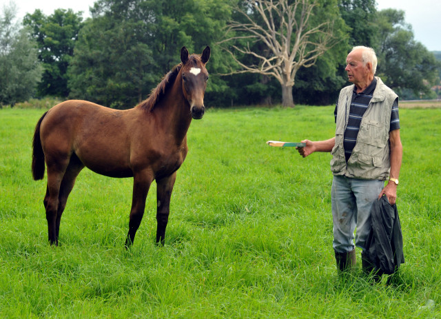 Stutfohlen von Kostolany u.d. Kaiserspiel in Hmelschenburg - 27. August 2015 - Foto Beate Langels - Gestt Hmelschenburg