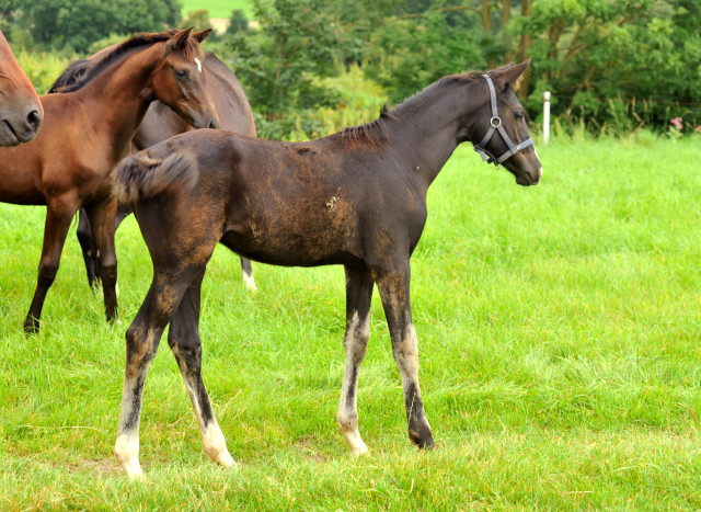 Stutfohlen von Alter Fritz u.d. Giulietta in Hmelschenburg - 27. August 2015 - Foto Beate Langels - Gestt Hmelschenburg