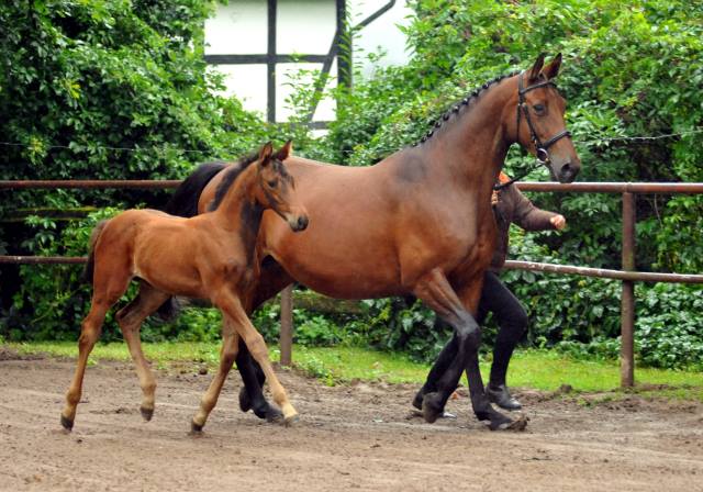 Trakehner Stutfohlen von Saint Cyr - Polarion - Rockefeller , Foto: Beate Langels - Trakehner Gestt Hmelschenburg