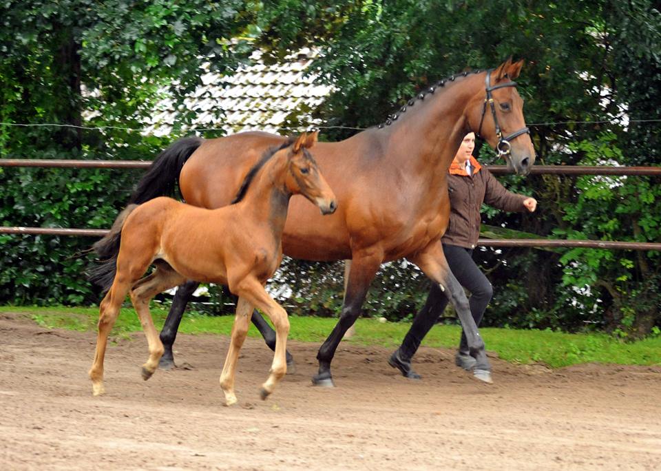 Trakehner Stutfohlen von Saint Cyr - Polarion - Rockefeller , Foto: Beate Langels - Trakehner Gestt Hmelschenburg