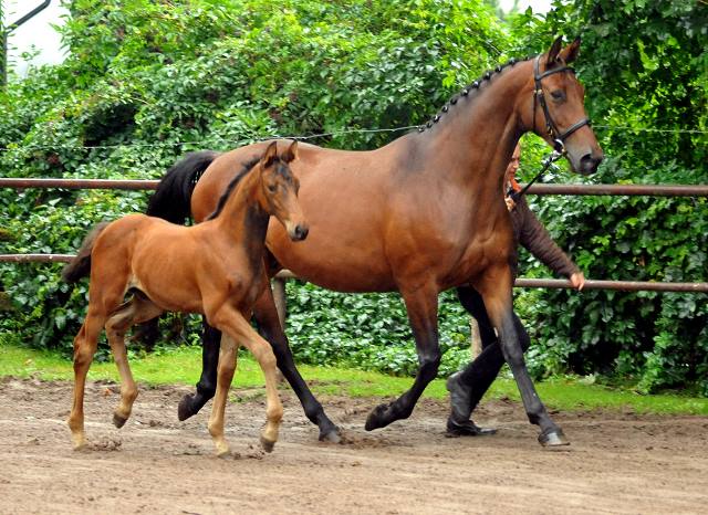 Trakehner Stutfohlen von Saint Cyr - Polarion - Rockefeller , Foto: Beate Langels - Trakehner Gestt Hmelschenburg