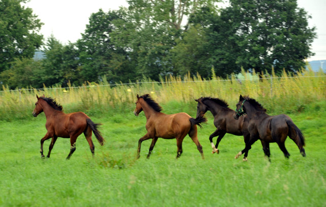 Junghengste in Hmelschenburg - 27. August 2015 - Foto Beate Langels - Gestt Hmelschenburg