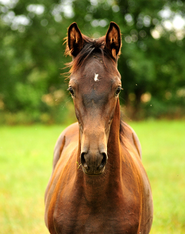 Kaisersonne von Saint Cyr - Trakehner Gestt Hmelschenburg - Foto: Beate Langels