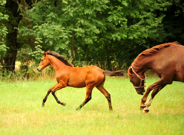 Klassic und ihre Tochter Klassic Moment v. His Moment  - Trakehner Gestt Hmelschenburg - Foto: Beate Langels