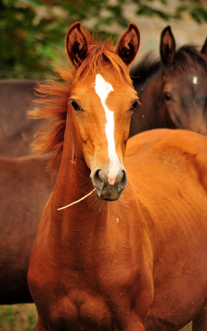 Glory Fire v. Alter Fritz - Saint Cyr - Trakehner Gestt Hmelschenburg - Foto: Beate Langels