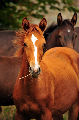 Glory Fire v. Alter Fritz - Saint Cyr - Trakehner Gestt Hmelschenburg - Foto: Beate Langels