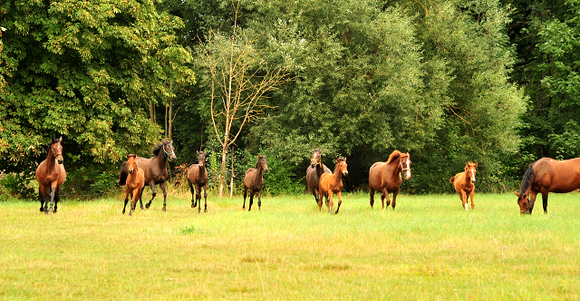 Stuten und Fohlen in den Emmerwiesen - Trakehner Gestt Hmelschenburg - Foto: Beate Langels