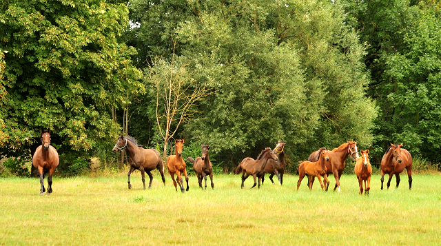 Stuten und Fohlen in den Emmerwiesen - Trakehner Gestt Hmelschenburg - Foto: Beate Langels