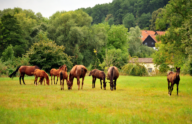 Stuten und Fohlen in den Emmerwiesen - Trakehner Gestt Hmelschenburg - Foto: Beate Langels