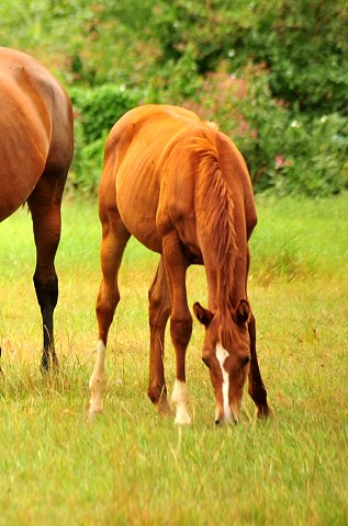 Glory Fire v. Alter Fritz - Saint Cyr - Trakehner Gestt Hmelschenburg - Foto: Beate Langels