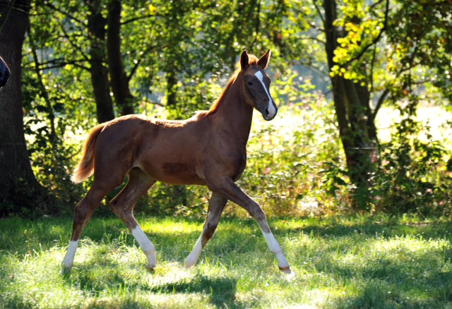 Oldenburger Stutfohlen von Shavalou  u.d. Beloved v. Kostolany - Foto: Beate Langels - Trakehner Gestt Hmelschenburg