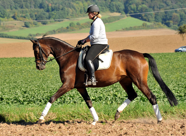 Trakehner Stute von Freudenfest u.d. Rominten v. Manrico