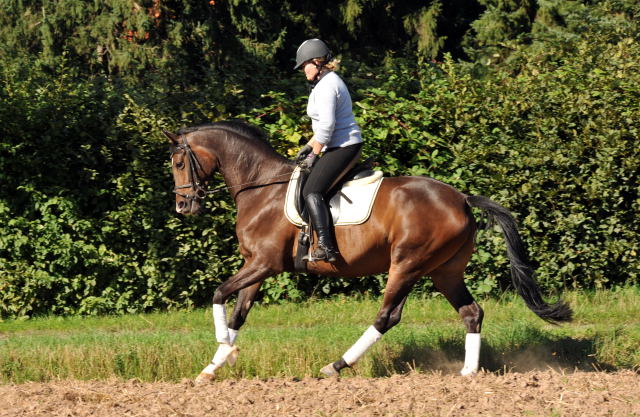 Trakehner Stute von Freudenfest u.d. Rominten v. Manrico