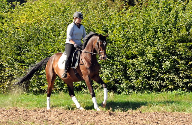 Trakehner Stute von Freudenfest u.d. Rominten v. Manrico