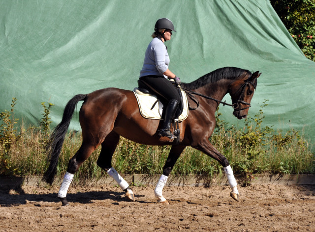 Trakehner Stute von Freudenfest u.d. Rominten v. Manrico