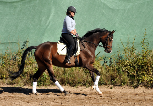 Trakehner Stute von Freudenfest u.d. Rominten v. Manrico