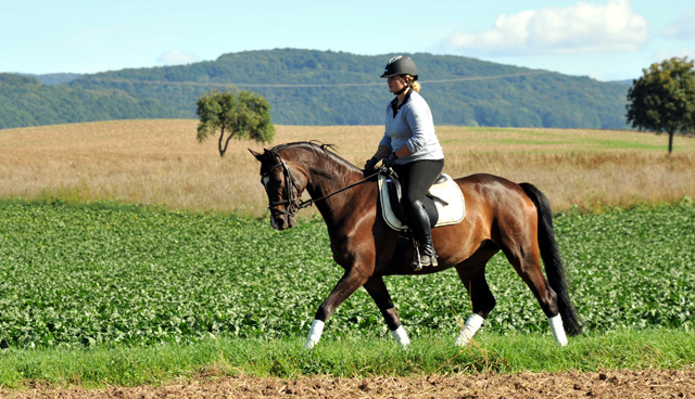 Trakehner Stute von Freudenfest u.d. Rominten v. Manrico