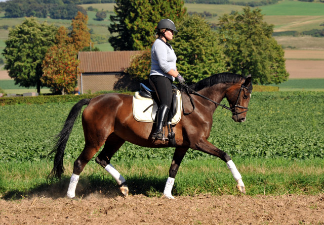 Trakehner Stute von Freudenfest u.d. Rominten v. Manrico