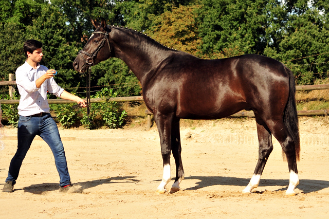 Zweijhriger Hengst von Saint Cyr u.d. Greta Garbo - 27. September 2016  - Foto: Beate Langels -
Trakehner Gestt Hmelschenburg