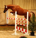 Impressionen vom September 2020 - Trakehner Gestt Hmelschenburg 2020 - Foto: Beate Langels