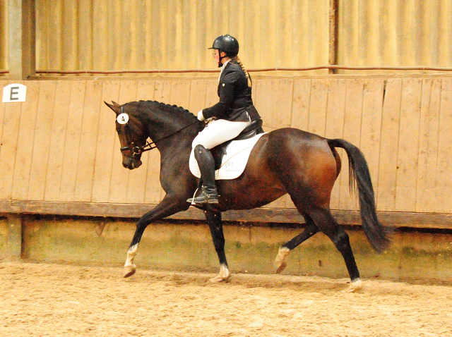 Prmienstute Val d'Isere v. High Motion x Exclusiv x Showmaster - Foto: Beate Langels - 
Trakehner Gestt Hmelschenburg