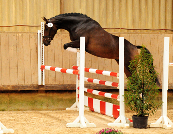 Prmienstute Val d'Isere v. High Motion x Exclusiv x Showmaster - Foto: Beate Langels - 
Trakehner Gestt Hmelschenburg