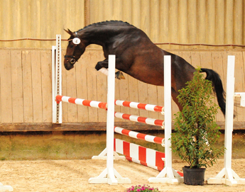 Prmienstute Val d'Isere v. High Motion x Exclusiv x Showmaster - Foto: Beate Langels - 
Trakehner Gestt Hmelschenburg