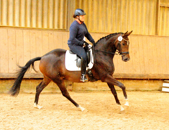 Prmienstute Val d'Isere v. High Motion x Exclusiv x Showmaster - Foto: Beate Langels - 
Trakehner Gestt Hmelschenburg