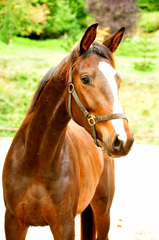 zweijhriger Trakehner von High Motion u.d. Pr.u.StPrSt. Tavolara v. Exclusiv - Trakehner Gestt Hmelschenburg