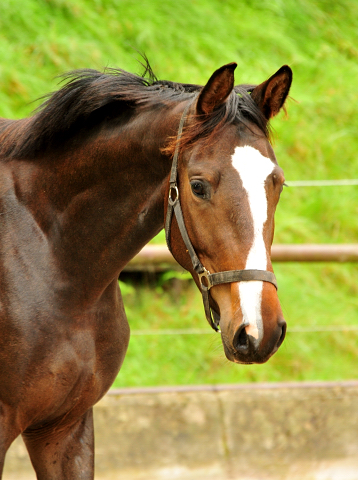 Trakehner Colt vy High Motion out of Pr.u.StPrSt. Tavolara by Exclusiv - Foto Beate Langels - Gestt Hmelschenburg