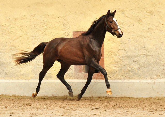 zweijhriger Trakehner von High Motion u.d. Pr.u.StPrSt. Tavolara v. Exclusiv - Trakehner Gestt Hmelschenburg