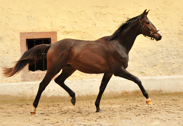 zweijhriger Trakehner von High Motion u.d. Pr.u.StPrSt. Tavolara v. Exclusiv - Trakehner Gestt Hmelschenburg