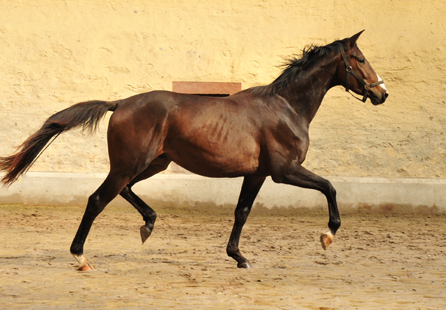 zweijhriger Trakehner von High Motion u.d. Pr.u.StPrSt. Tavolara v. Exclusiv - Trakehner Gestt Hmelschenburg