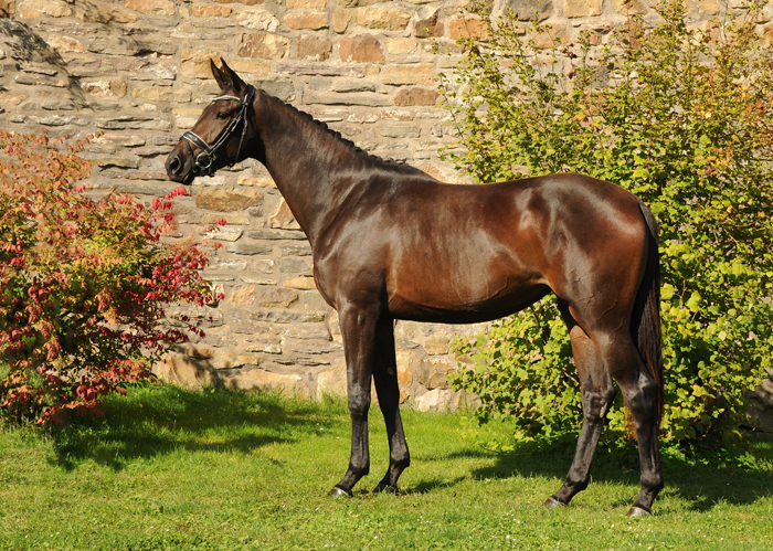 Trakehner Mare by His Moment out of Valentine by High Motion x Showmaster
 - Gestt Hmelschenburg - Beate Langels