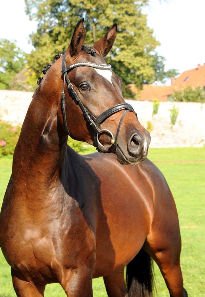 Trakehner Gelding by High Motion out of Elitemare Greta Garbo  - Foto: Beate Langels -
Trakehner Gestt Hmelschenburg